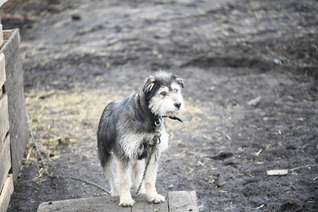 Photo a funny dog with different colored eyes on a chain guards the farm