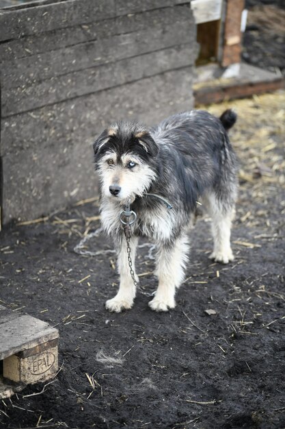 A funny dog with different colored eyes on a chain guards the farm