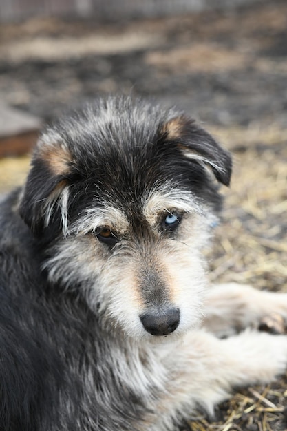 Photo a funny dog with different colored eyes on a chain guards the farm