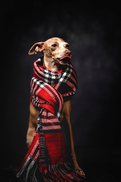 Funny dog with red plaid scarf