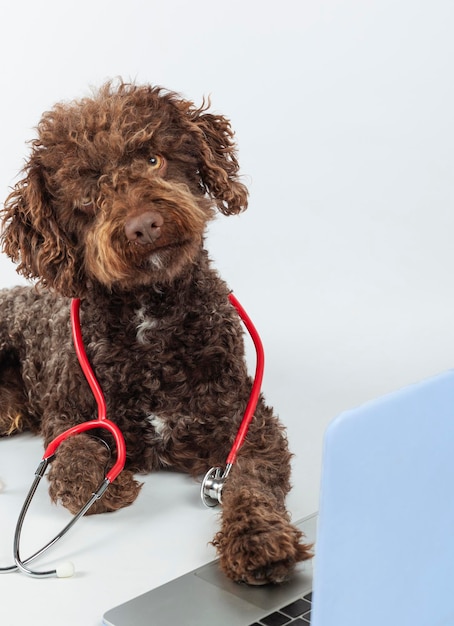 Funny dog with a stethoscope in front of a laptop The concept of animal health cardboard