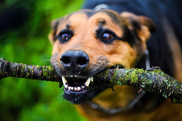 Funny dog with a stick in the teeth