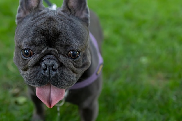 Funny doggy french bulldog runs in the park on the lawn with his tongue hanging out