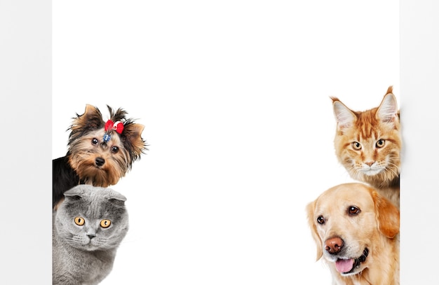 Funny dogs and cats isolated on white