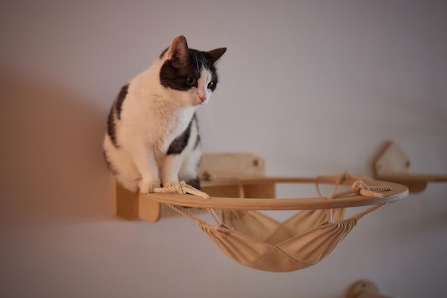 Funny domestic cat climbs up the cat pole