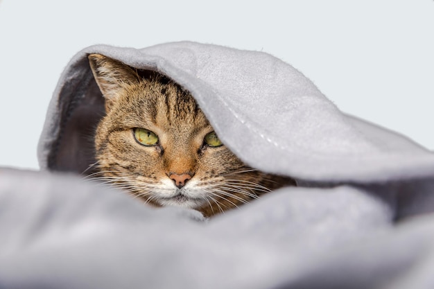 Funny domestic tabby cat lying on couch under plaid on white background kitten resting keeping warm