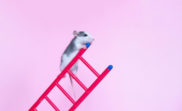 Funny dumbo rat with ladder on pink background