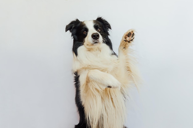 Funny emotional dog Cute puppy dog border collie with funny face waving paw isolated on white background Cute pet dog cute pose Dog raise paw up Pet animal life concept