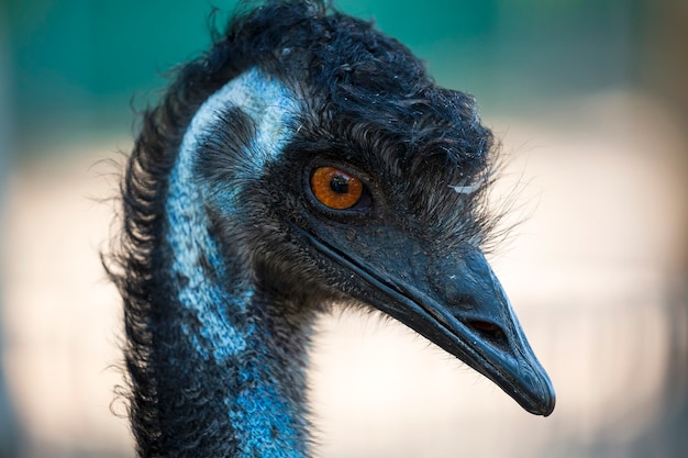 Funny Emu head ,ostrich ( dromaius novaehollandiae). Animal body part of Beak, eyes and ear of a bird close up. Long necked emu. Detailed portrait australian Ostrich Emu. Ostrich fluff and feathers.