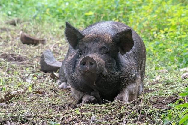 Funny face Big black wild boar portrait while looking at you