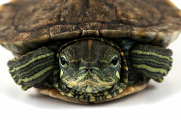 Funny face brazilian turtle, cute Baby brazilian turtle on white background