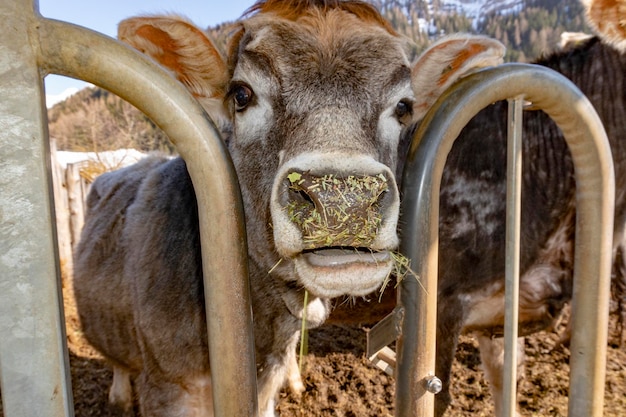 Funny face cow detail close up