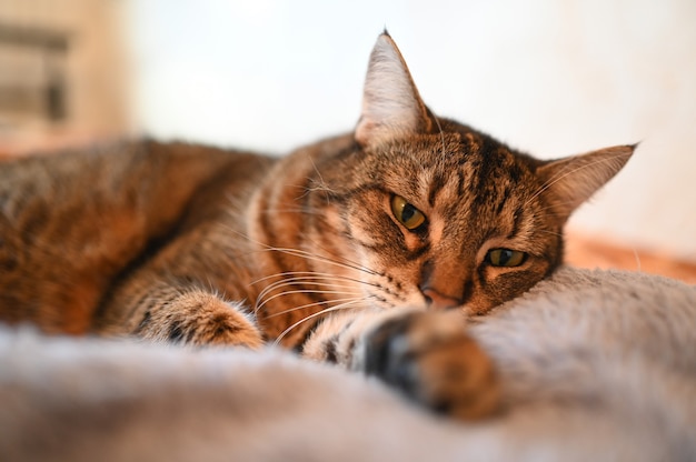 Funny fat lazy stripped cat lying on a bed