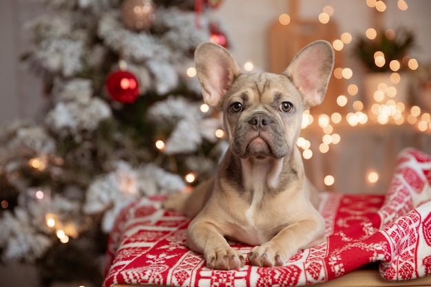 Funny French bulldog puppy at home on the background of a Christmas tree New year