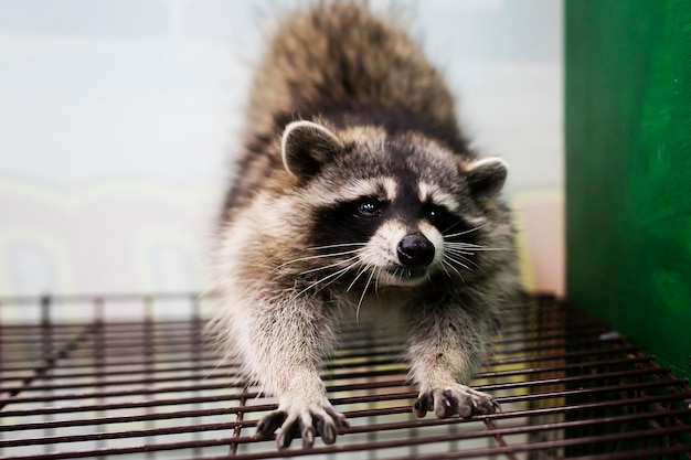 Funny and furry raccoon sits on a cage and stretches