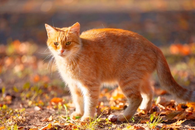 Funny ginger cat in the autumn park