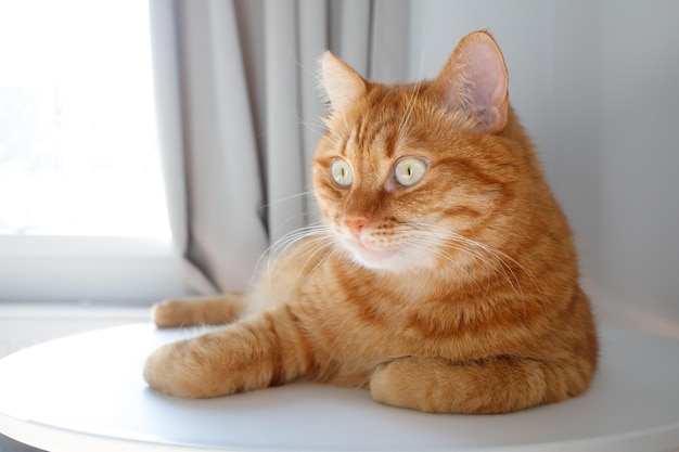 Funny ginger cat sitting on table close up portrait