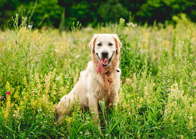 Funny golden retriever on flowering field