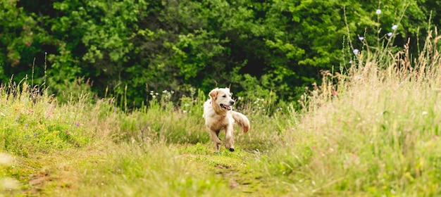 Funny golden retriever on flowering field