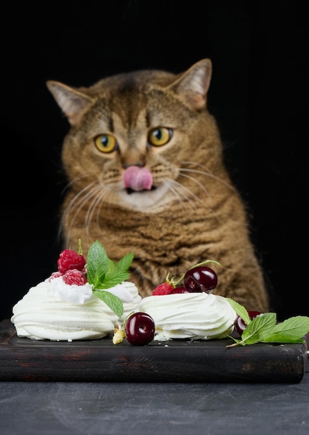 A funny gray cat sits at a black table with a Pavlova dessert