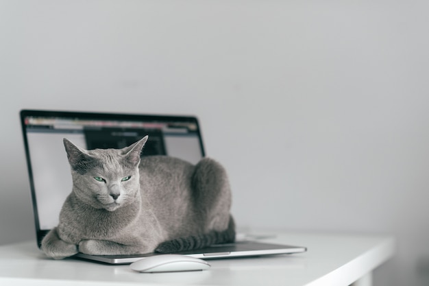 funny gray kitten lying on laptop in the office,