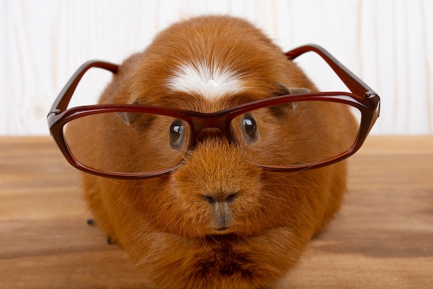 Photo funny guinea pig wearing glasses