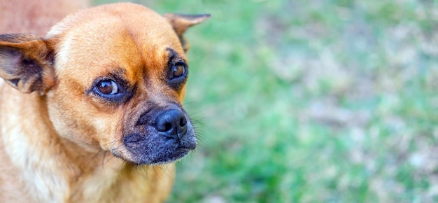 Funny headshot of cute crossbreed brown pug dog  Looking curious towards camera