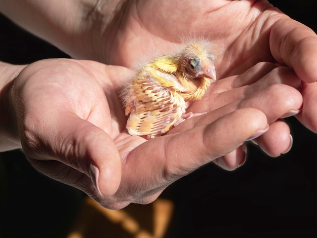 Funny helpless blind newborn chick sitting the palms Closeup of canary chick on a human palm will be warmed by love Spring replenishment in the family Breeding of songbirds at home