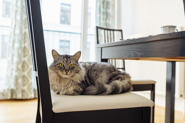 funny home fluffy shaggy gray Maine Coon cat with green eyes lies on soft chair in living room