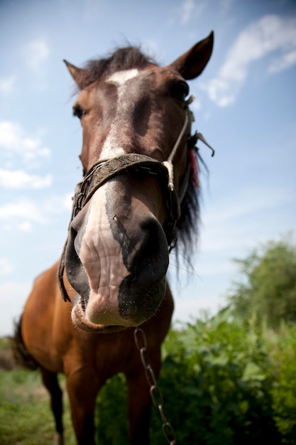 Funny horse