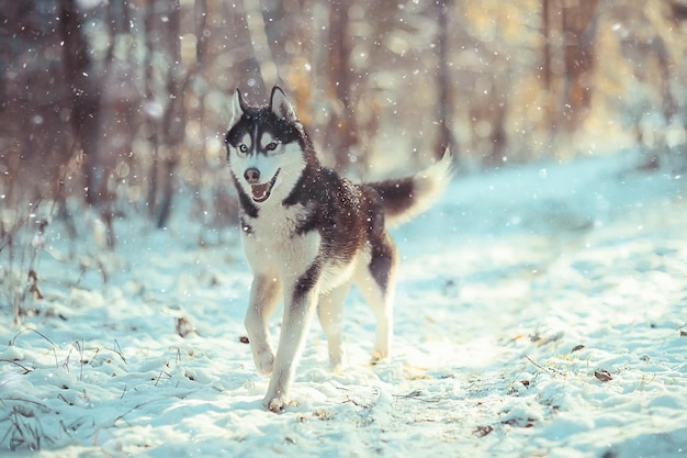 funny husky runs through the forest in winter, a walk in the frosty snowy forest, a cute husky in the winter landscape