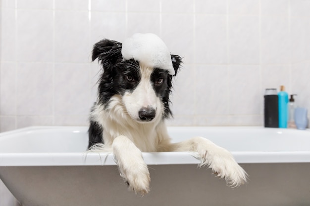 Funny indoor portrait of puppy dog border collie sitting in bath gets bubble bath showering with shampoo.