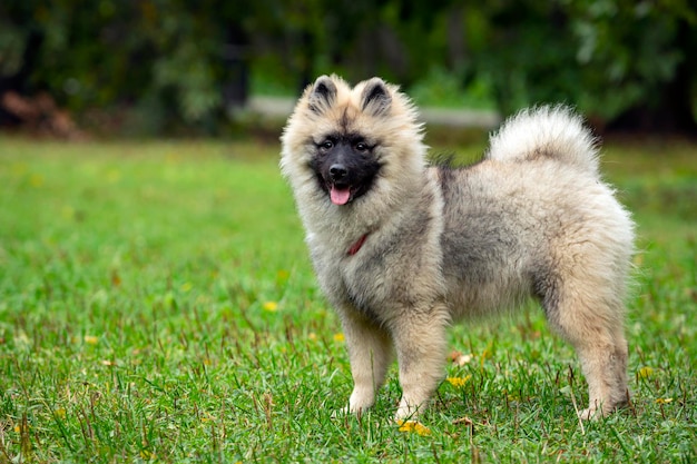 Funny Keeshond puppy is playing on a green field. Close-up..