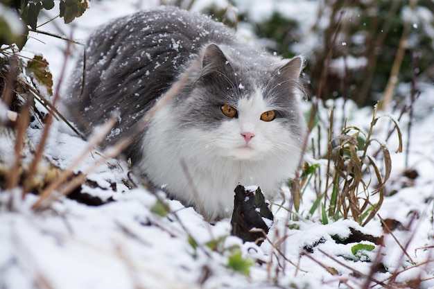 Funny kitten is surprised of the falling snow in winter Сat walks in the garden for the first time during a snowfall