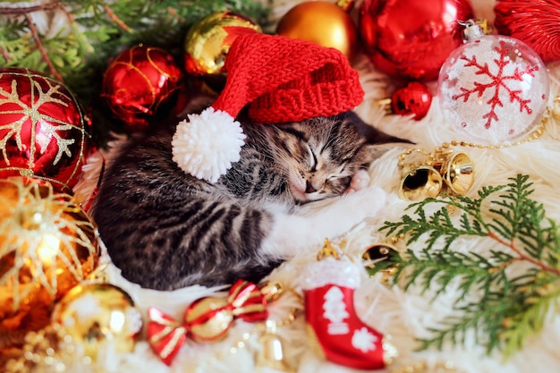 Funny kitten sleeps in Christmas bright red decorations