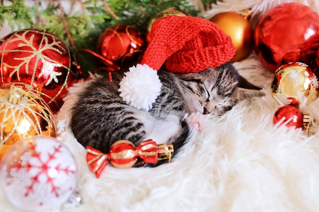 Funny kitten sleeps in Christmas bright red decorations