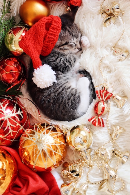 Funny kitten sleeps in Christmas bright red decorations. 