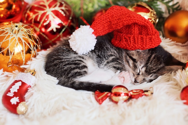 Funny kitten sleeps in Christmas bright red decorations. 