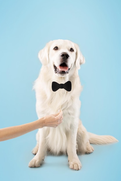 Funny labrador posing with black bowtie owner holding bow on stick in hand dog sitting on floor on