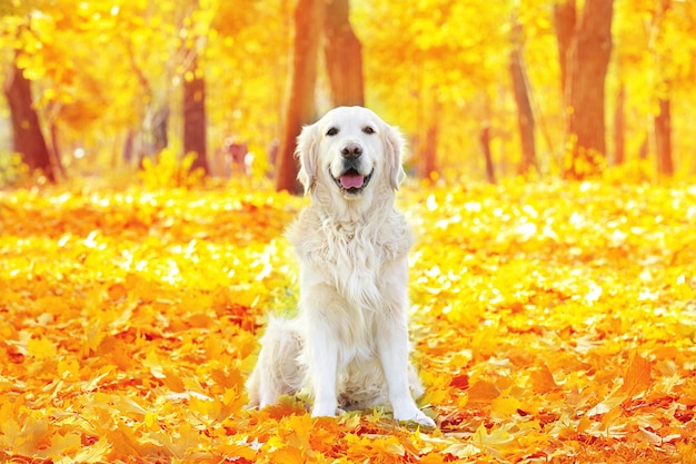 Funny labrador retriever in beautiful autumn park on sunny day