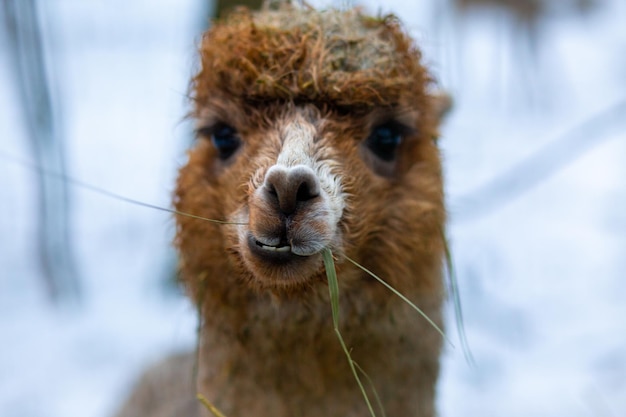 Funny Lama chews hay The lama smiles Lama in the reserve