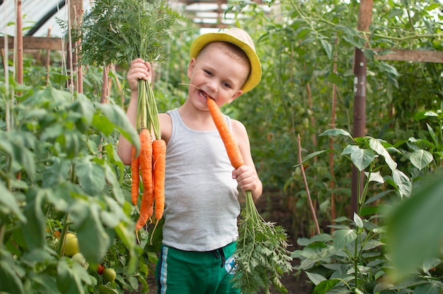 Funny little boy with carrots in the home garden The kid is engaged in gardening and harvesting Children's vegetarianism The child eats fresh carrots and has fun Harvesting Selective focus