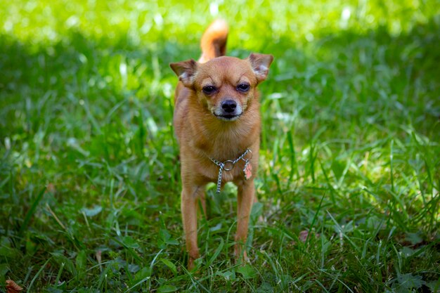 Funny little chihuahua-type dog breed walks in the park.