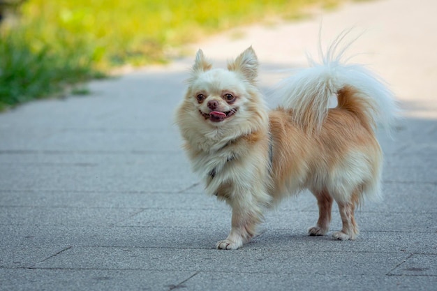 Funny little chihuahua-type dog breed walks in the park.