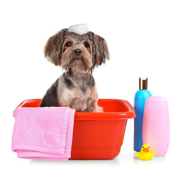 Funny little dog in plastic basin isolated on white