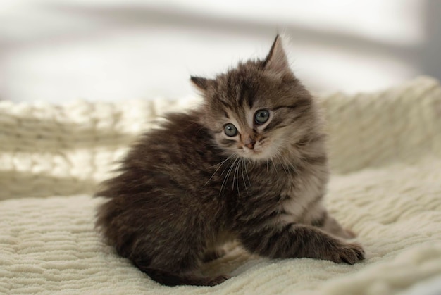 Funny little gray, fluffy kitten is angry and looks at the camera. The concept of pets.