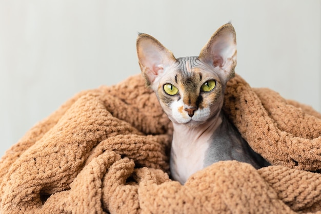 Funny little gray sphinx cat with yellow green eyes peeks out from under a beige knitted plaid Little kitten in home