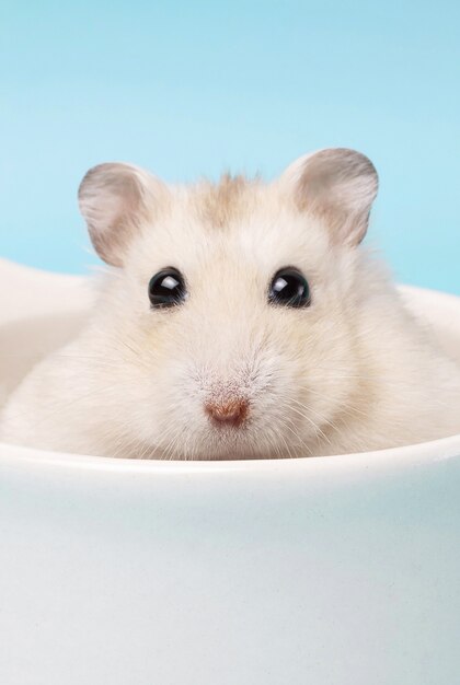 Funny little hamster sitting in a white mug on blue background close-up.