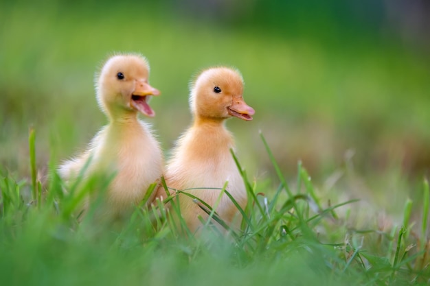 Funny Little yellow duckling on spring green grass