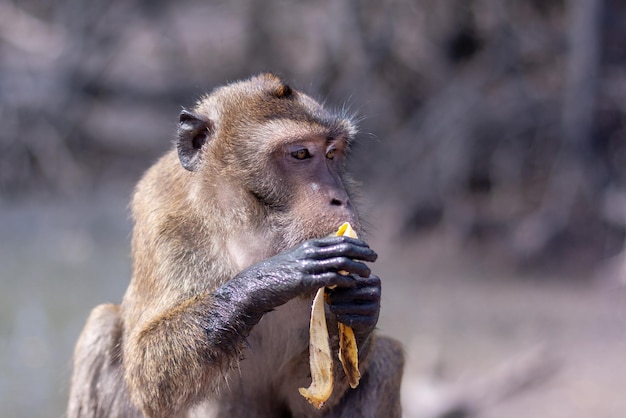 Funny macaque monkey with dirty paws eats banana Selective focus blurred background Front view Horizontal